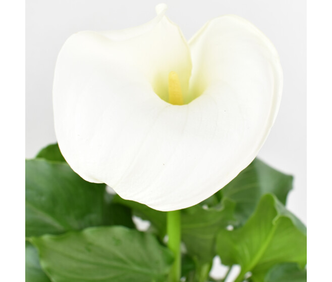 ARUM