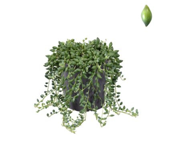 SENECIO HERREIANUS