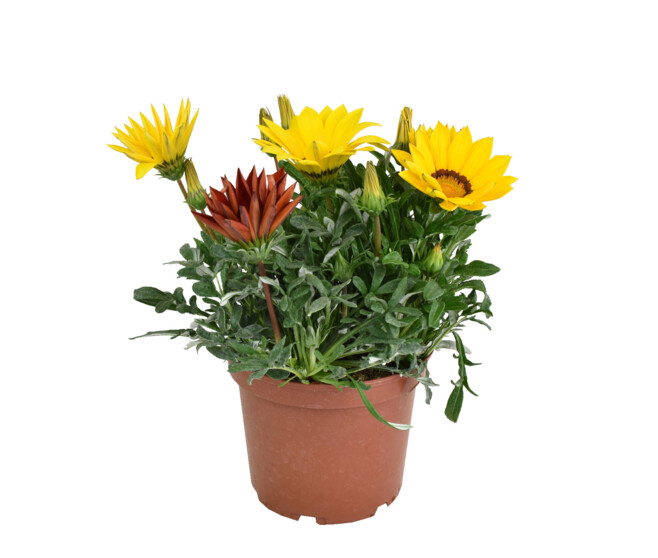 GAZANIA