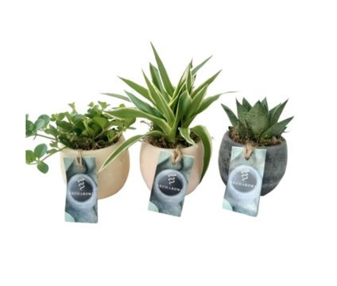 PLANTES VERTES CERAM