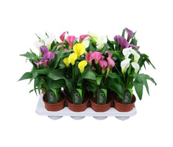 ARUM COULEUR