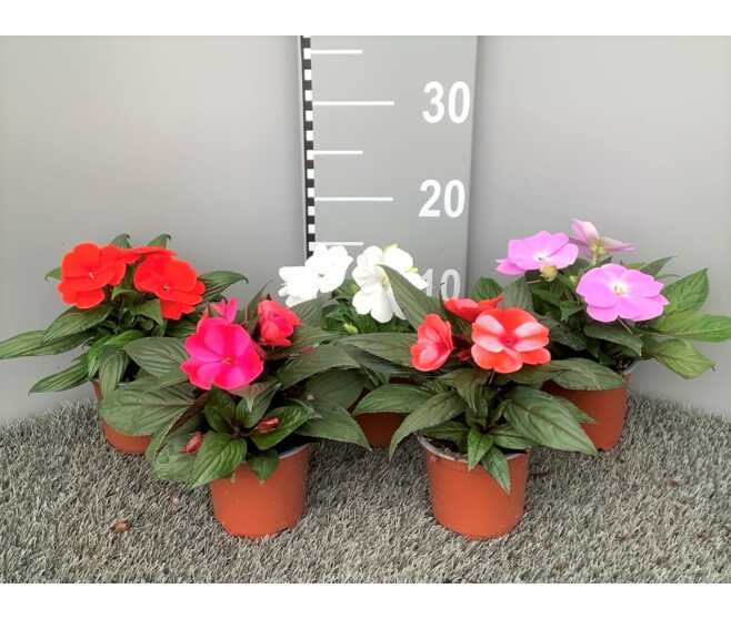 IMPATIENS GUINEE
