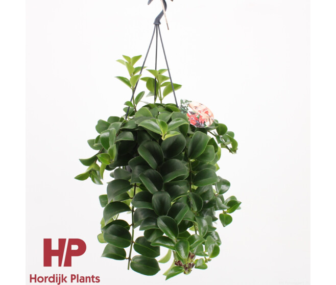 AESCHYNANTHUS MONA LISA SUSP
