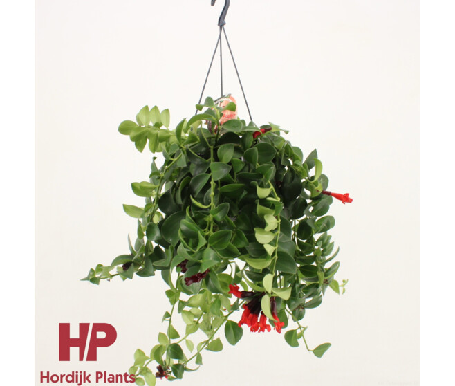 AESCHYNANTHUS MONA LISA SUSP