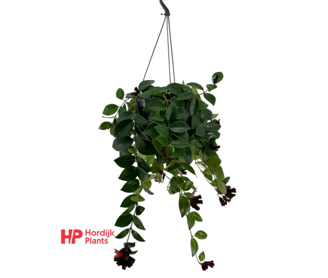 AESCHYNANTHUS MONA LISA SUSP