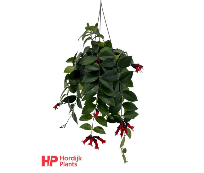 AESCHYNANTHUS MONA LISA SUSP