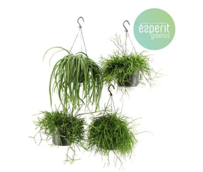 RHIPSALIS SUSP