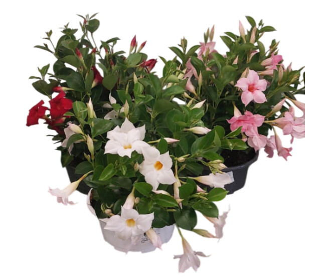 DIPLADENIA SUNDAVILLE 4BOUTURES COUPE
