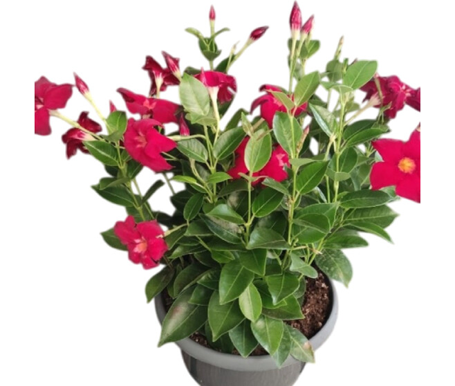 DIPLADENIA SUNDAVILLE 4BOUTURES COUPE