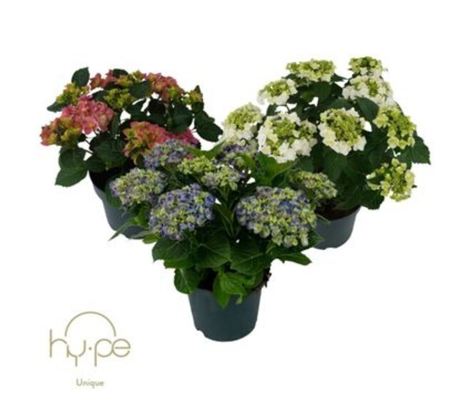 HORTENSIA 7/8FL