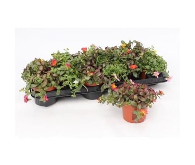 PORTULACA POURPIER