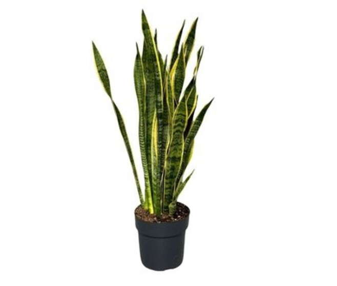 SANSEVIERIA LAURENTII