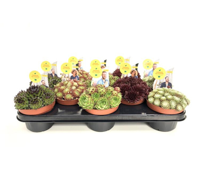 SEMPERVIVUM