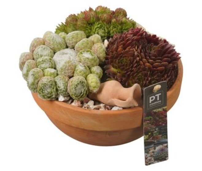 SEMPERVIVUM COUPE TERRE