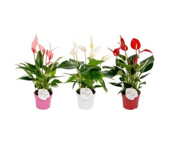 ANTHURIUM ANDREANUM VARIES