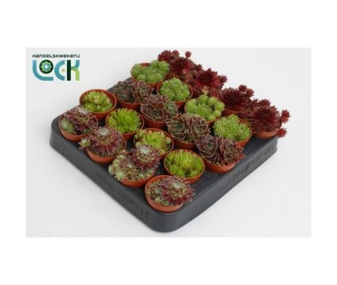 SEMPERVIVUM VARIES
