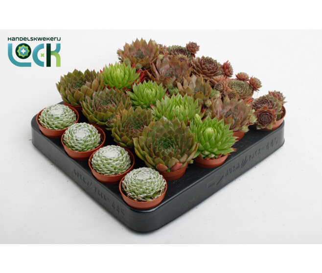 SEMPERVIVUM VARIES