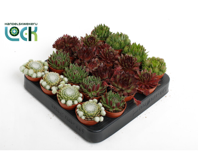 SEMPERVIVUM VARIES