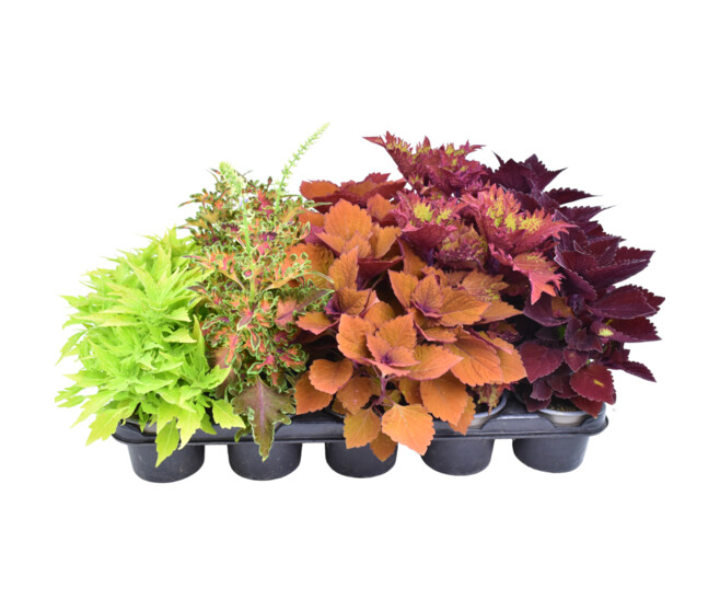 COLEUS