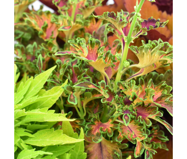 COLEUS
