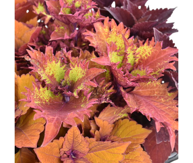 COLEUS