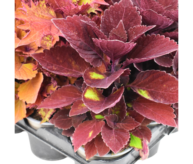 COLEUS
