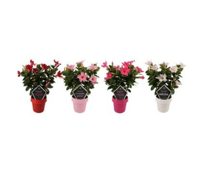 DIPLADENIA SUNDAVILLE PALISSE