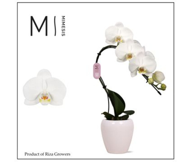 PHALAENOPSIS 1BR CERAM
