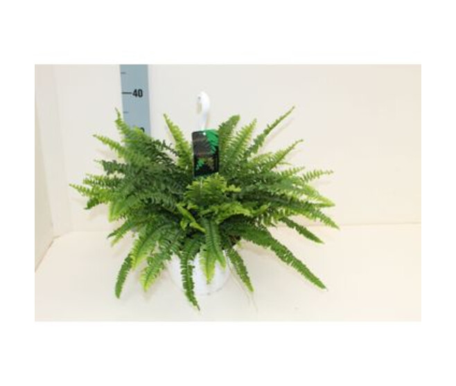 NEPHROLEPIS SUSP