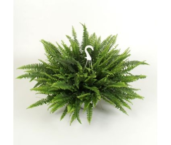 NEPHROLEPIS SUSP