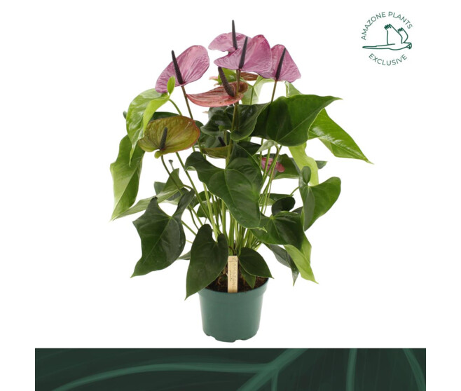ANTHURIUM ANDREANUM VIOLET
