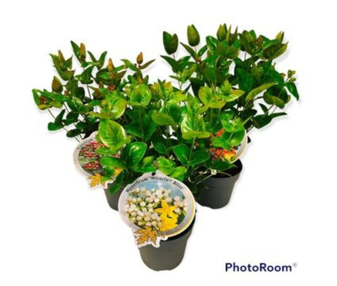 HYPERICUM VARIES