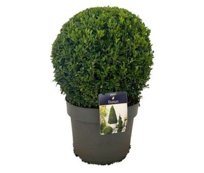 BUXUS BOULE 30CM