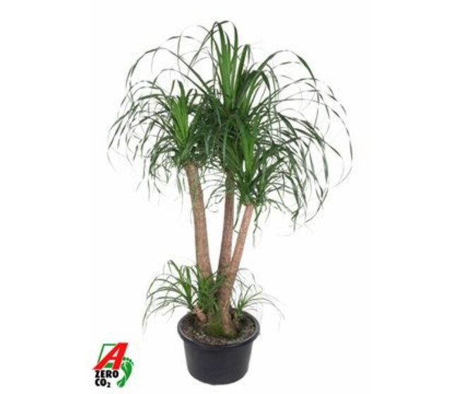 BEAUCARNEA RAMIFIE COUPE