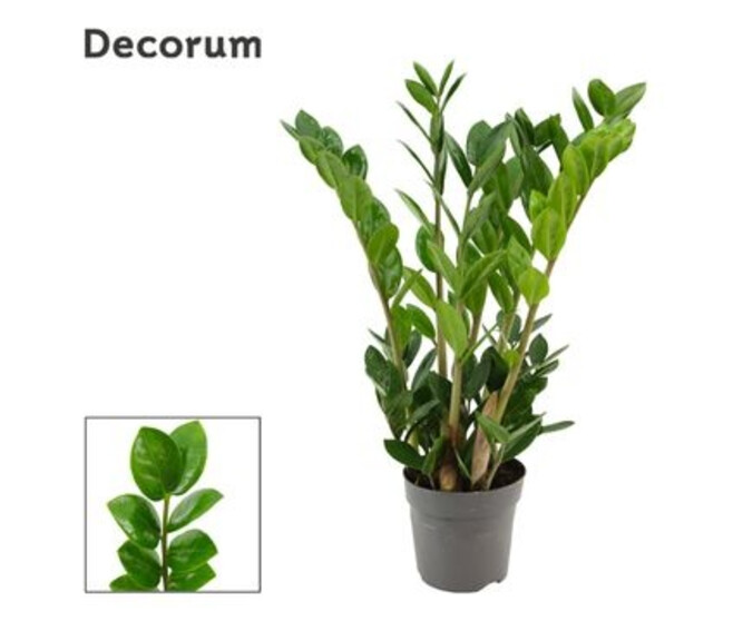 ZAMIOCULCAS