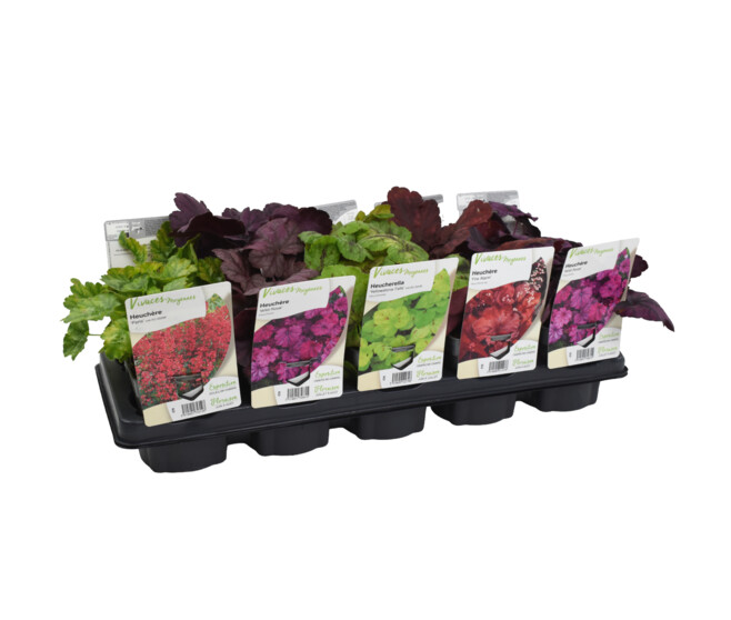 HEUCHERA