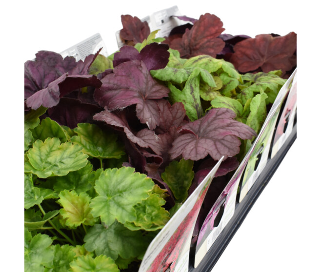 HEUCHERA