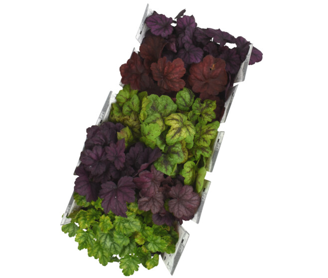 HEUCHERA