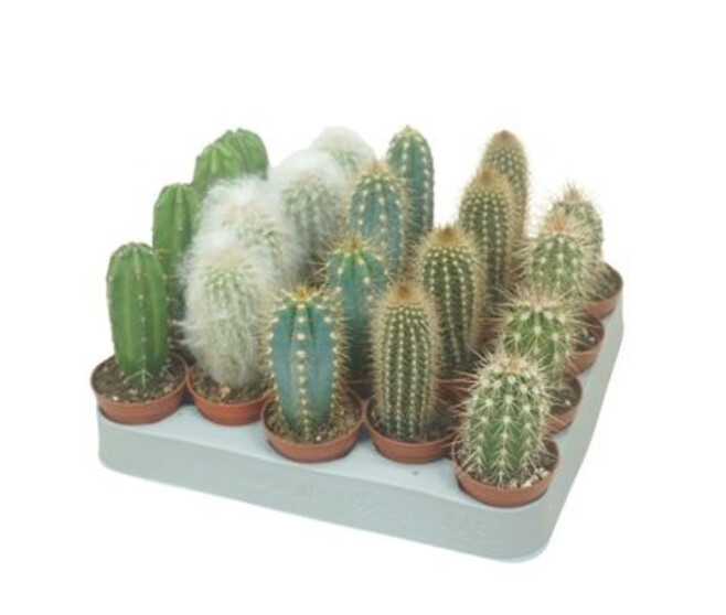 CACTUS CEREUS