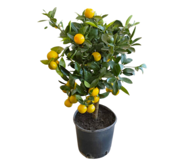 CALAMONDIN 1/2TIGE