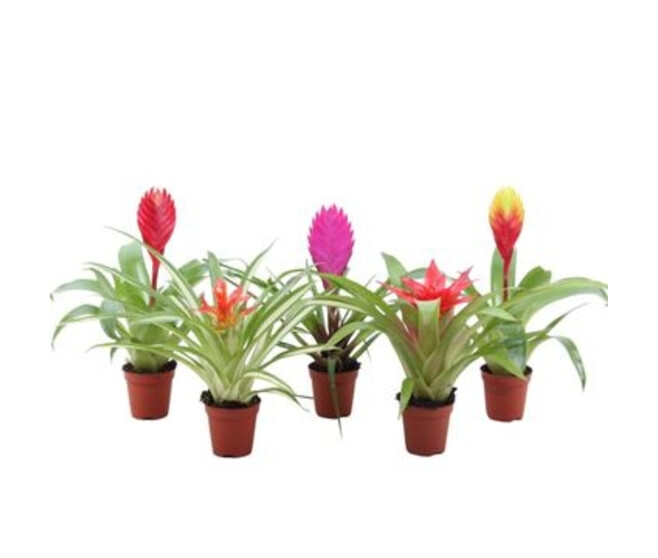 BROMELIACEE VARIES
