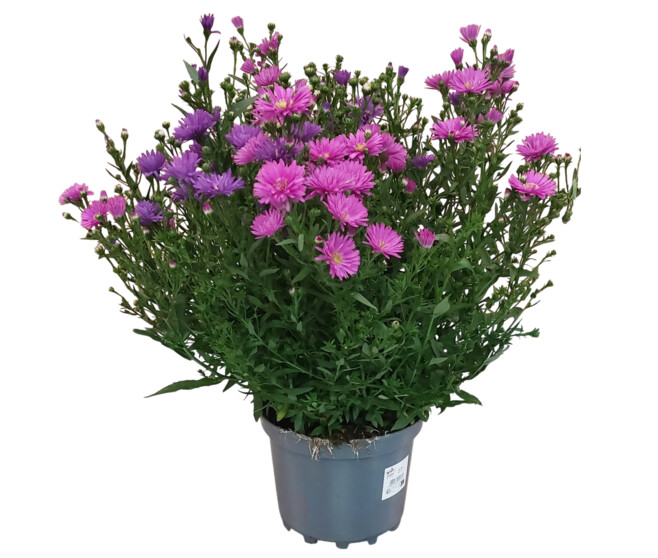 ASTER P DECO