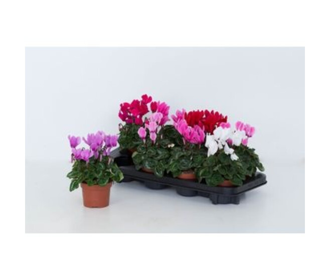 CYCLAMEN MIDI