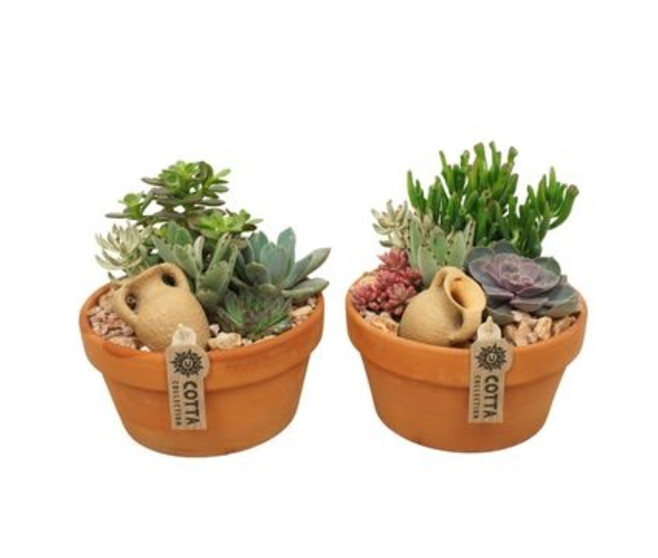 SUCCULENTE VARIEE COUPE TERRE