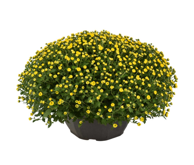 CHRYSANTHEME MULTI 50/60 COUPE