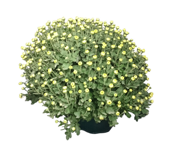 CHRYSANTHEME MULTI 50/60 COUPE