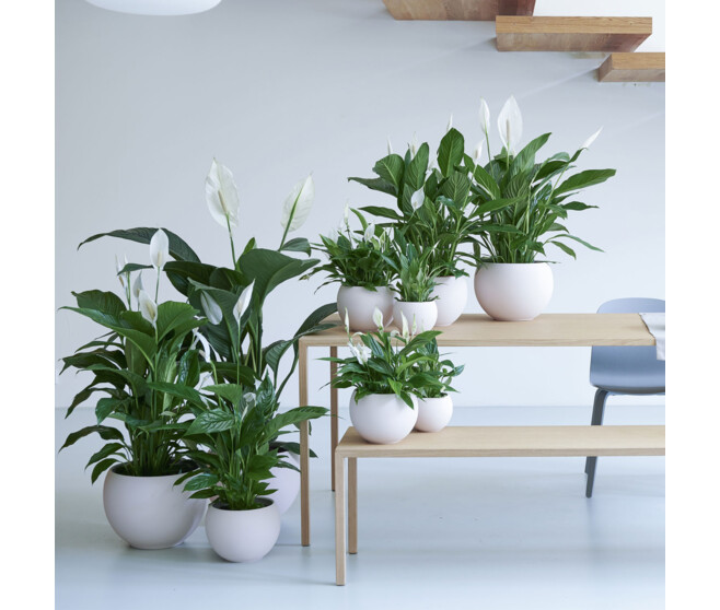 SPATHIPHYLLUM