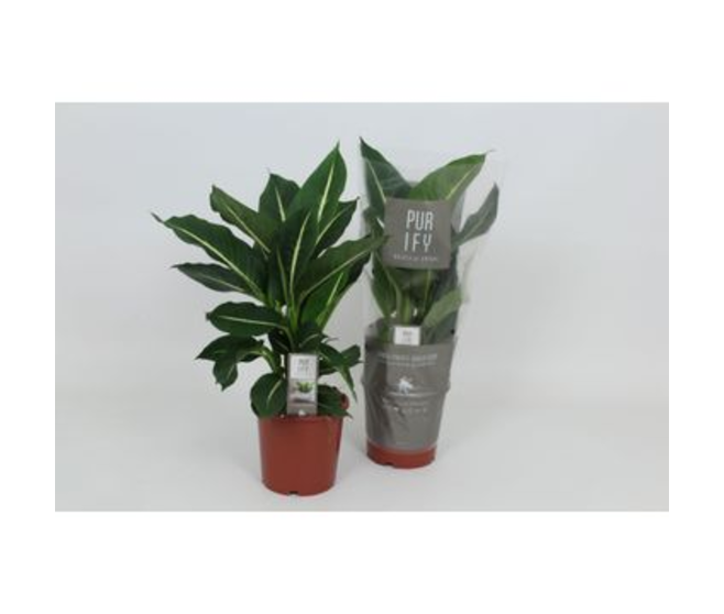 DIEFFENBACHIA GREEN MAGIC