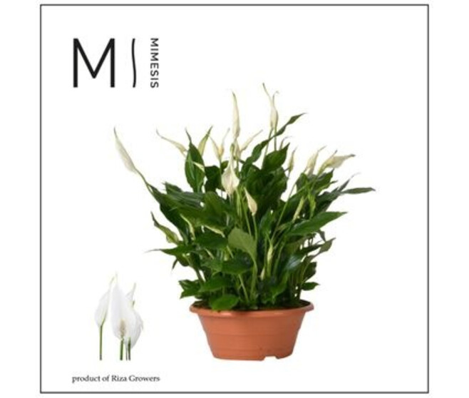 SPATHIPHYLLUM COUPE