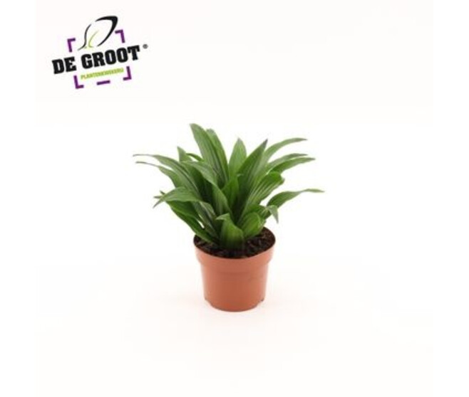 DRACAENA COMPACTA